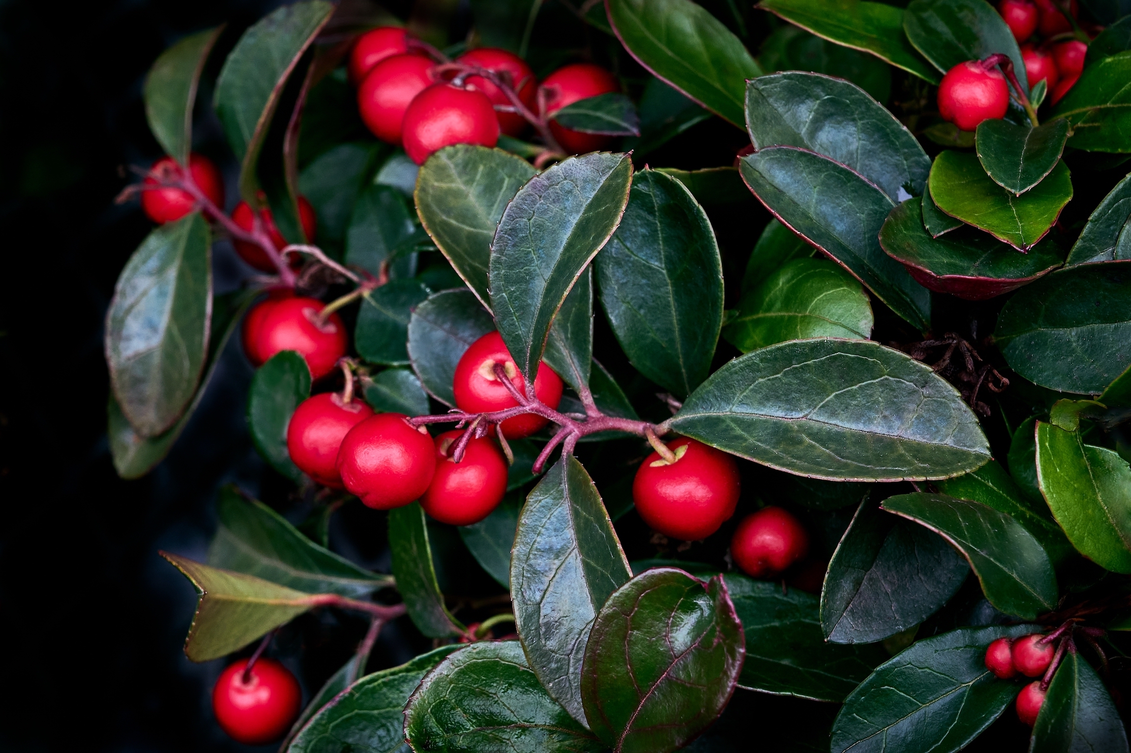 Wintergrün Zahncreme