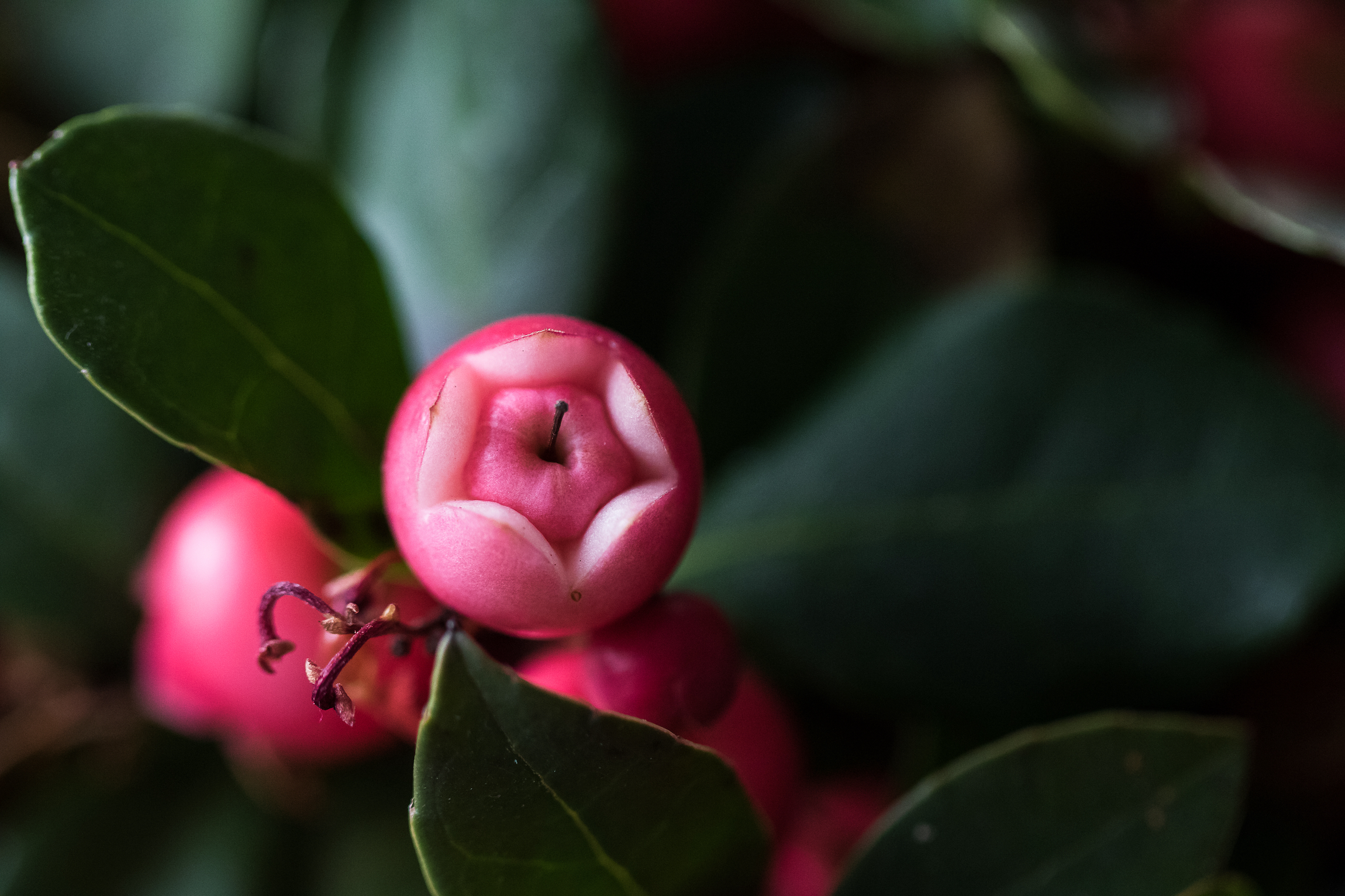 Gaultheria Procumbens